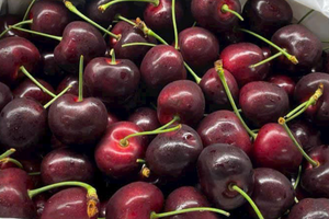 Đắt đỏ chưa từng thấy, 2 triệu đồng/kg cherry vẫn ‘cháy hàng’ ở chợ Tết Ất Tỵ