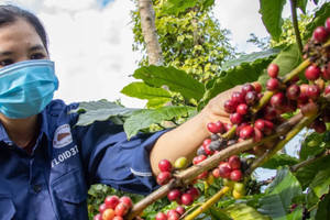 Giá cà phê hôm nay 1/2/2025: Arabica tiếp tục tăng giữa căng thẳng nguồn cung