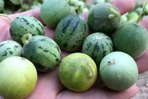Loại quả từng bị tận diệt nay trở thành 'vàng lỏng', cứu tinh cho người tiểu đường