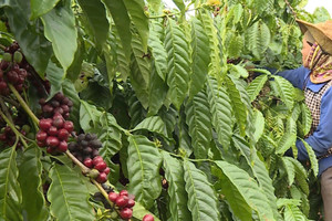 Giá cà phê hôm nay 2/2/2025: Robusta tăng sốc, thêm đến 700 USD/tấn 2 tuần qua