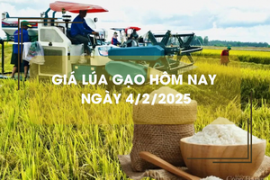 Giá lúa gạo hôm nay 4/2: giá lúa giảm 1.000 đồng/kg