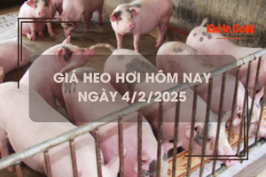 Giá heo hơi hôm nay 4/2: tăng trên cả 3 miền