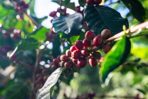 Giá cà phê hôm nay 6/2/2025: Arabica tăng không điểm dừng, Robusta thêm cả trăm USD/tấn