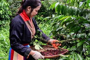 Giá cà phê hôm nay 7/2/2025: Arabica liên tiếp lập kỷ lục, tăng liền 12 ngày