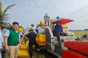 Nông dân Tiền Giang 'trúng lớn' nhờ trồng lúa tím 'thần kỳ'