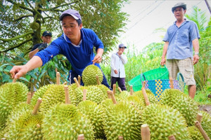 Cổ phiếu doanh nghiệp xuất khẩu sầu riêng bất ngờ tăng trần