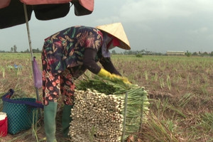 Nông dân Tiền Giang 'bắt sóng' cây trồng mới: Loại cây thơm nức, dễ chăm mà thu hoạch cao gấp 3 lần trồng lúa!