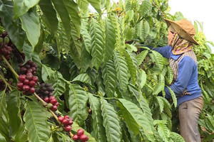 Giá cà phê hôm nay 12/2/2025: đầu cơ chốt lời, Arabica kéo Robusta cùng giảm