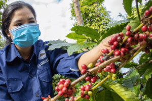 Giá cà phê hôm nay 13/2/2025: 2 sàn tiếp tục tăng, Arabica chưa có điểm dừng