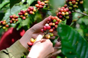 Giá cà phê hôm nay 16/2/2025: Robusta tăng cả trăm USD/tấn, trong nước thêm 1.000 đồng/kg