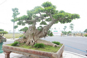 Loại cây quen thuộc ở quê lên chậu thành 'siêu cây' trị giá 10 tỷ đồng: Có tuổi đời hơn 100 năm, riêng bộ rễ dài khoảng 3m