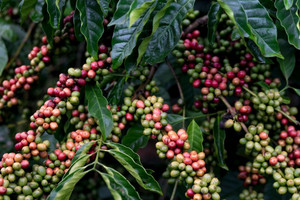 Giá cà phê hôm nay 21/2/2025: biến động mạnh, Robusta chịu tình cảnh như Arabica