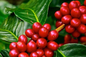Trong 1 tháng đầu năm Trung Quốc đã chi ra 14 triệu USD để nhập về 1 loại hạt của Việt Nam
