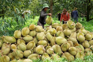 Hết thời bán tháo, sầu riêng Việt ‘hồi sinh’ trên đất Trung Quốc