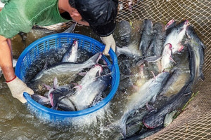 'Cá tỷ đô' sốt giá, người nuôi Đồng Tháp lên như diều gặp gió