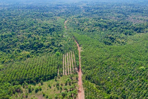 2 tỉnh lớn nhất Đông Nam Bộ sắp có đường kết nối xuyên rừng 76km, 'xoá sổ' bến đò ngang muốn qua sông phải kéo dây thừng