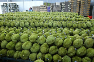 Sầu riêng Việt Nam và Thái Lan bị người mới đe dọa trên 'sân chơi tỷ đô' Trung Quốc