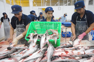 Loại 'cá tỷ đô' của Việt Nam 'bơi' sang Thái Lan siêu đắt hàng: Góp mặt trong buffet, nhà hàng quốc tế