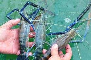Bước 'đột phá' trong nuôi trồng và chế biến tôm tại Việt Nam