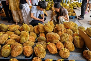 Lận đận tại Trung Quốc, sầu riêng Thái Lan 'đặt cược' vào bến đỗ mới