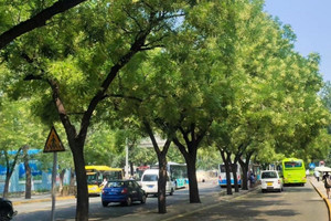 Loại cây là 'bùa phong thủy hút lộc', giá hoa khô lên đến 250.000 đồng/kg