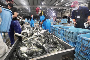 Áp thuế 46%: Hơn 37.000 tấn thủy sản Việt Nam đang trên đường sang Mỹ