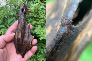 Loại gỗ quý là 'kim cương của núi rừng', triệu cây mới có một, giá lên đến chục tỷ