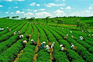 Nút thắt khiến Việt Nam chưa thể bứt phá về tín dụng xanh