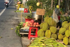Một giống sầu riêng ở miền Tây rớt giá, nông dân đổ ra quốc lộ tìm lối thoát