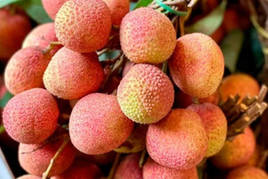 Vải u hồng và vải chín sớm ở Tây Nguyên được bán rất đắt đỏ tại TP. Hồ Chí Minh, nhiều người cảnh báo về việc bị lừa khi mua trên mạng xã hội