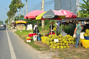 Sầu riêng ‘rẻ như bèo’ bán đầy đường