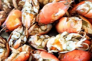 Con đặc sản có tên cực lạ, giá tới 250.000 đồng/kg nhiều người 'săn lùng'