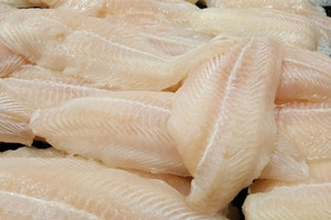 Cá tra Lào lên đường sang Trung Quốc, chính thức gia nhập 'cuộc đua vàng trắng'