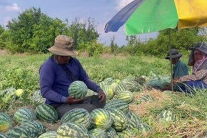 Loại quả thanh mát mùa hè đang khiến người dân Thái Lan điêu đứng: Hơn 100 tấn bị ế, rẻ như cho vẫn bị dửng dưng