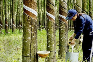 Giá 'vàng trắng' Việt tăng mạnh nhất trong 3 năm, doanh nghiệp vào guồng xuất ngoại