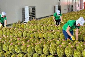 Ngành tỷ đô của Việt Nam trượt dài sau kỳ kích 2024, sầu riêng thành 'tội đồ'