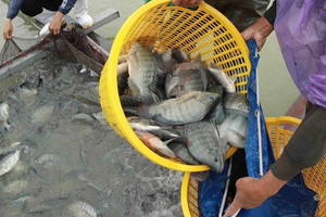 Brazil mở cửa trở lại cho cá rô phi Việt Nam