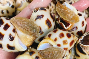 Một 'kho báu dưới nước' của Việt Nam được Trung Quốc cực kỳ ưa chuộng: Thu về gần 16 triệu USD chỉ trong 3 tháng