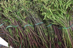 Loại hoa từng bị coi là phế phẩm nay được săn lùng: Giá lên tới 39 triệu/kg, phải may mắn lắm mới có thể mua