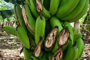 Gần 1.000 buồng chuối xuất khẩu bị kẻ gian chặt la liệt trong đêm