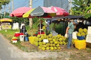 Cám cảnh 'trái cây vua': Tiểu thương thờ ơ, người trồng mỏi mòn chờ khách
