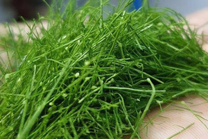 Đừng chỉ ăn quả, lá cây này quý như 'nhân sâm người nghèo': Giá rẻ như cho ngoài chợ, người Việt thường dùng mà không biết công dụng
