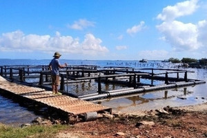 Việt Nam mang kho báu thủy sản sang nước bạn Cuba, dự án thành công thần tốc sau 4 tháng