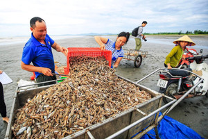 Sản vật là ‘vua xuất khẩu’ chủ lực của Việt Nam được Mỹ, Nhật, EU săn đón, thu vượt 250 tỷ đồng/ngày