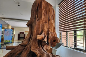 Gốc gỗ quý trăm năm giá trị hàng chục tỷ được tìm thấy ở Việt Nam, lực lượng chức năng lập tức đến hiện trường