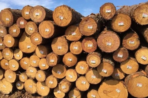 Đại gia xuất khẩu gỗ Việt không lo mất thị trường Mỹ, tính nước cờ 'lách đường' qua quốc gia Đông Nam Á