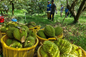 Loại quả tỷ đô của Việt Nam bất ngờ lao đao vì Trung Quốc, bộ Nông nghiệp và Môi trường họp khẩn