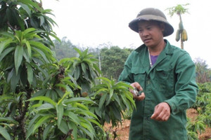 Nông dân Lạng Sơn cắt phăng cây lúa, chuyển sang trồng loại cây xưa tiến vua: Thu nhập cao gấp hơn 30 lần, cuộc đời lên hương