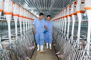 Tháng 4 bùng nổ, lãnh đạo BAF tự tin với thương hiệu thịt sạch 'không lo như ăn lòng se điếu'