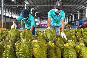 Sự thật việc sầu riêng Việt Nam mất ‘ngôi vương’